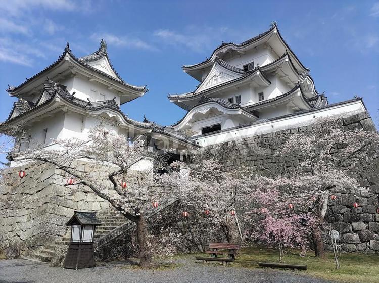 城と桜 城,桜,花の写真素材