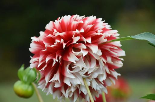 ダリア　アップの写真