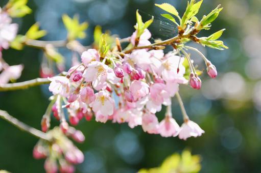 薄紅色の春めき桜 薄紅色の春めき桜の写真