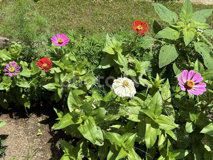花壇に咲くたくさんの百日草 百日草,ジニア,花の写真素材