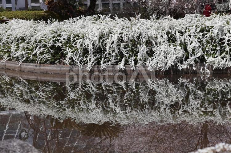 満開の雪柳の生け垣が水面にうつる風景 満開,雪柳,生け垣の写真素材