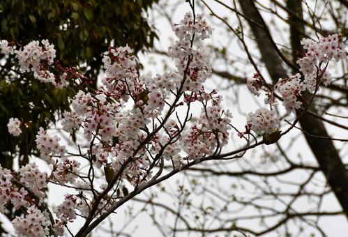 桜の枝にとまる３羽のメジロ 桜,サクラ,花の写真素材