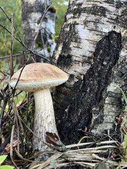 白樺の根元に生えるキノコ 白樺の根元に生えるキノコ キノコ,白樺,秋の写真素材