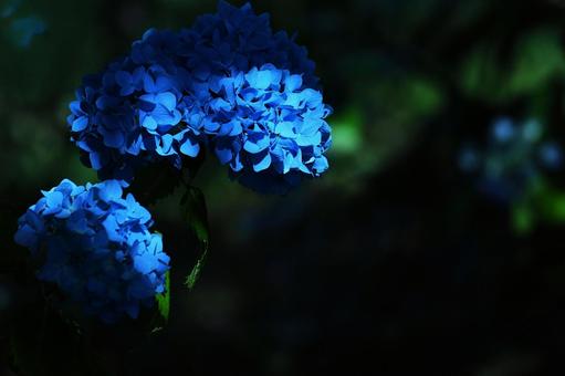 Flower pattern - Hydrangea - Dark image, hydrangea, blue hydrangea, light, JPG