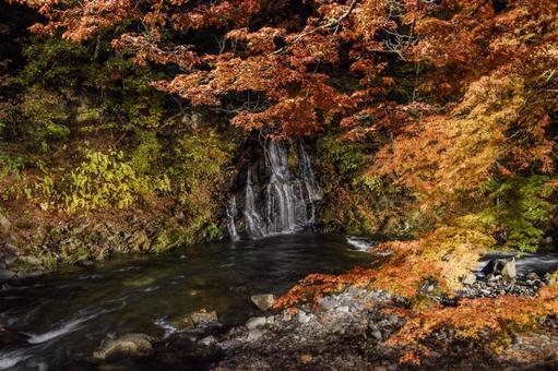 紅葉 紅葉の写真