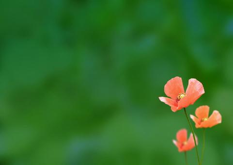 緑の背景にオレンジの花 緑の背景にオレンジの花の写真