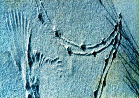 雪の上に残る鳥の痕跡：冬の知床 アニマルトラッキング,雪,痕跡の写真素材