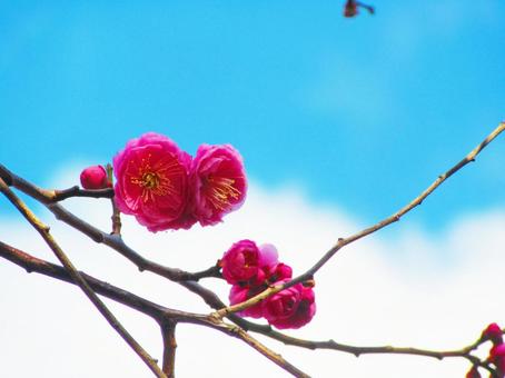 梅の花 梅の花の写真