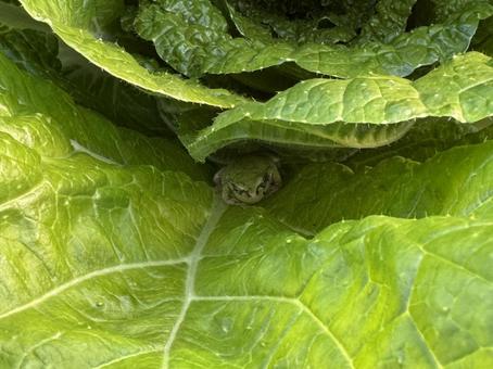 白菜の葉に隠れている蛙 白菜,野菜,greenの写真素材