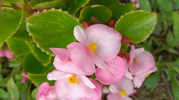 四季咲きベゴニアの花の写真