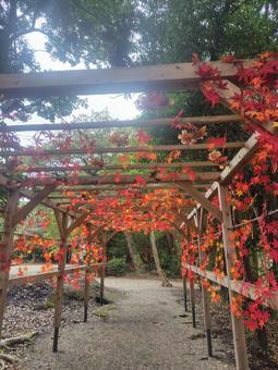 紅葉　縦 紅葉,もみじ,風景の写真素材