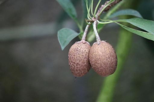 茶色の実のアマキャッサバの木の枝のアップの写真