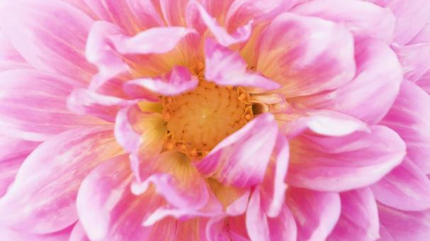 画面いっぱいに広がるピンクのダリア ダリア,花,ピンクの写真素材