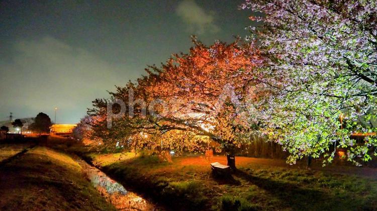 早春の夜桜・八千代千本桜・千葉県八千代市 夜桜,早春,八千代千本桜の写真素材