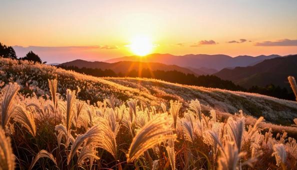 夕焼けに染まるススキ野原 夕焼けに染まるススキ野原の写真