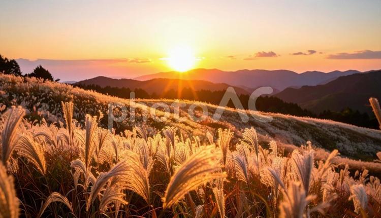 夕焼けに染まるススキ野原 ススキ,植物,穂の写真素材