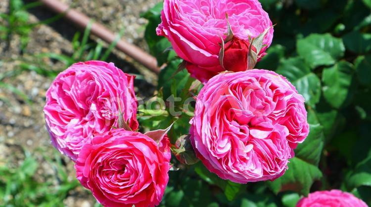 薔薇の季節 薔薇,花,大阪の写真素材