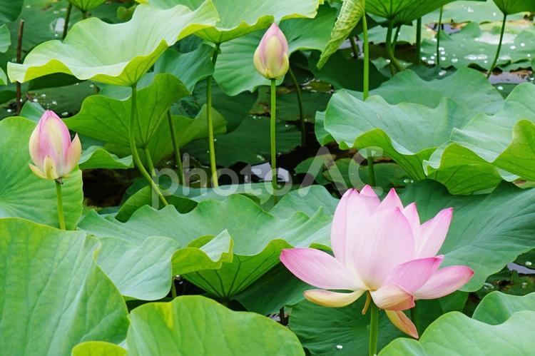 蓮の風景 蓮,ハス,蓮の花の写真素材