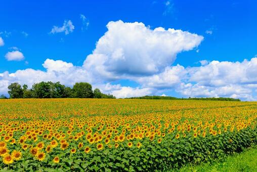 青空とひまわり畑 ひまわり,ヒマワリ,向日葵の写真素材