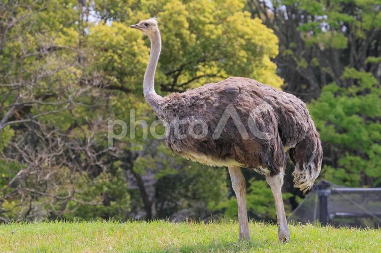 ダチョウ ミーアキャット,野生動物,生物の写真素材