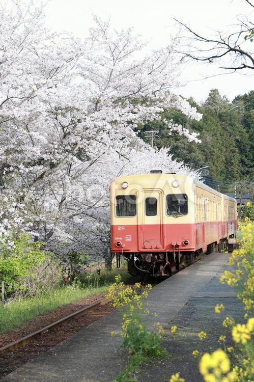 花と電車 菜の花,桜,鉄道の写真素材