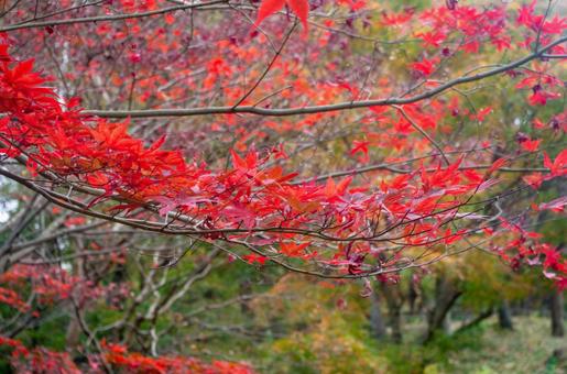 紅葉 もみじ 公園 花 植物 紅葉 もみじ 公園 花 植物の写真