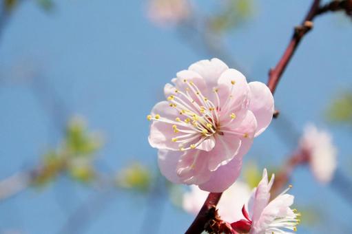 桜 桜の写真