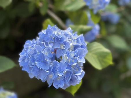 Photo, hydrangea, blue, pale, 