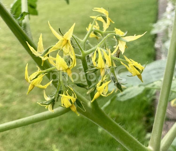 ミニトマトの黄色い星形の花 ミニトマト,花,黄色の写真素材