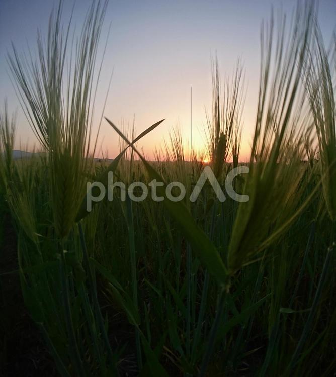 麦畑と夕日 太陽,草,フィールドの写真素材