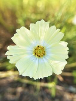 黄色のコスモスのクローズアップ 空,コスモス,黄色の写真素材