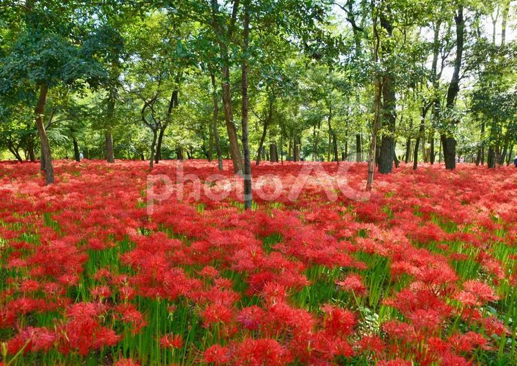 巾着田の曼殊沙華 曼殊沙華,マンジュシャゲ,彼岸花の写真素材