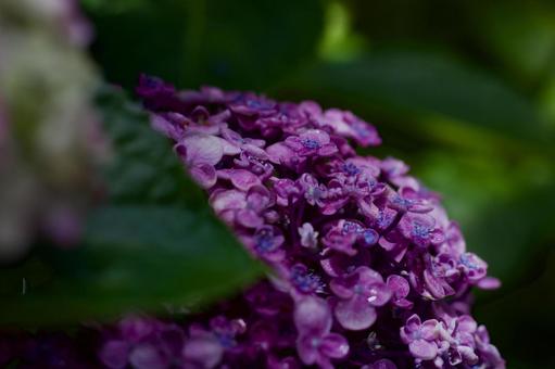 静寂と美を感じる紫陽花の世界 静寂と美を感じる紫陽花の世界の写真