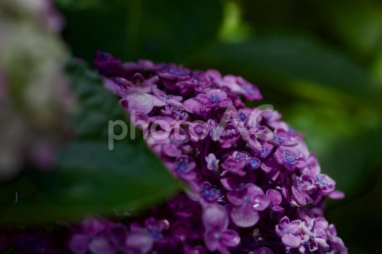 静寂と美を感じる紫陽花の世界 梅雨入り,紫陽花,梅雨の写真素材