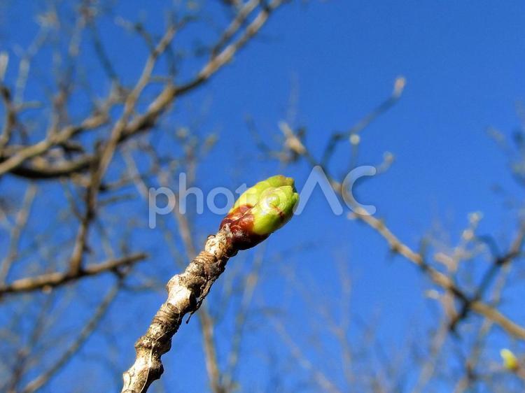 桜のつぼみと青空 季節,春,桜の写真素材