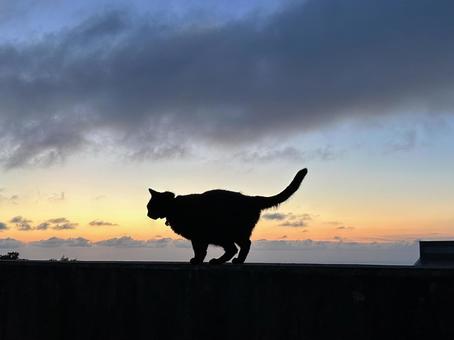 青ヶ島猫 青ヶ島猫の写真