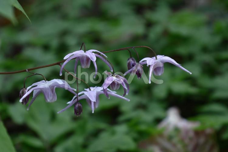 船の錨に似た花 イカリソウ(錨草,碇草),花の写真素材