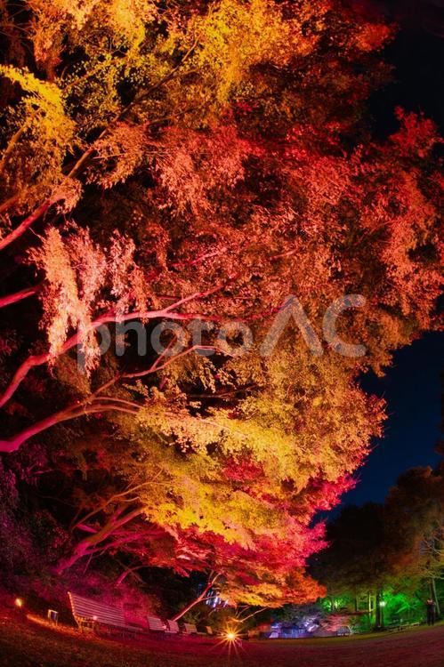 神戸　須磨　公園　イルミネーション　紅葉 神戸,須磨,公園の写真素材