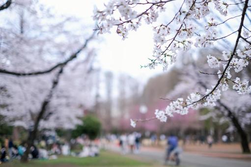 Cherry blossoms at Bessho Numa Park, JPG