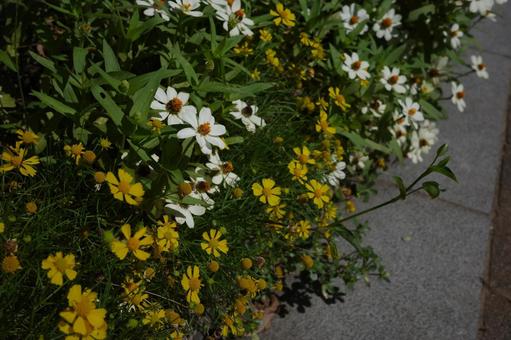 植え込みの百日草(ジニア)、プチランド 植え込みの百日草(ジニア)、プチランド 百日草,ジニア,プチランドの写真素材