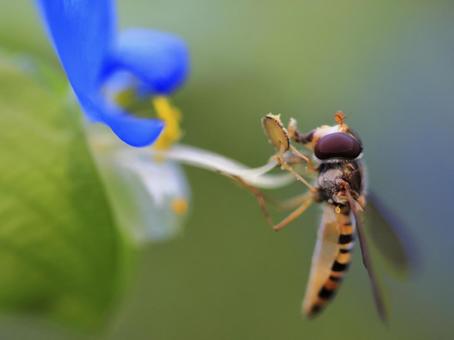 花と昆虫 花と昆虫の写真