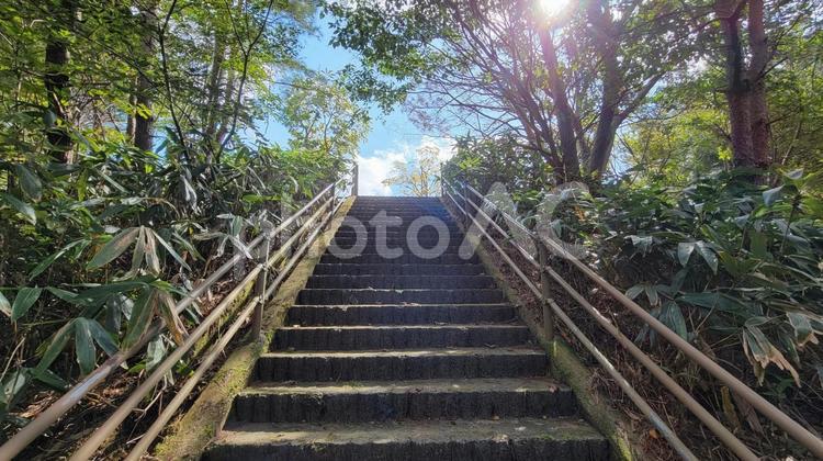 朝の日差し　階段 階段,森林,木漏れ日の写真素材