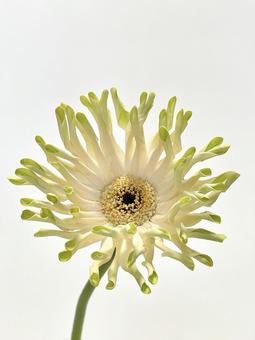 Photo, flower, plant, gerbera, 