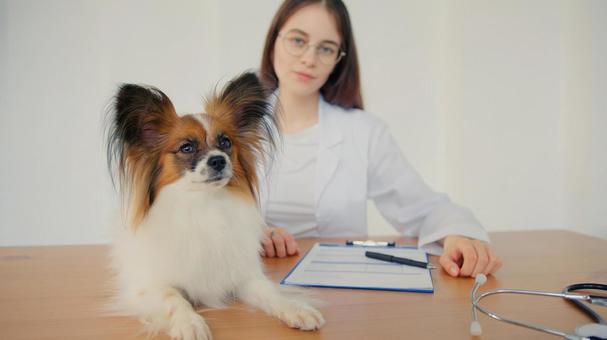 パピヨンと女性の笑顔 医療,予防,医者の写真素材