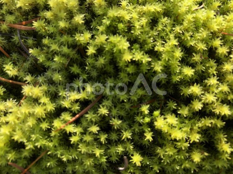 モス（苔の絨毯） 緑,グリーン,黄色の写真素材