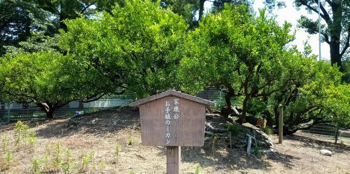 徳川家康公お手植えのミカン 徳川家康,駿府城,将軍の写真素材