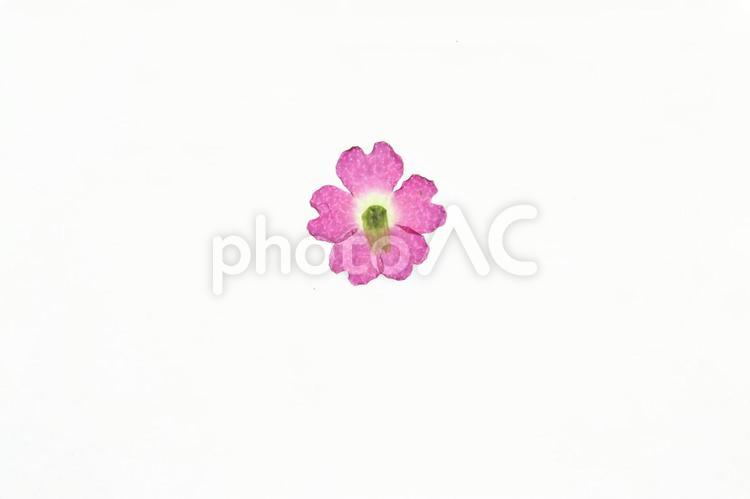 押し花２９ 背景,押し花,花の写真素材