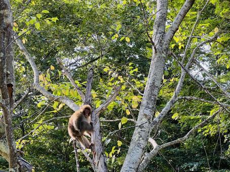 木の上のニホンザル 木の上のニホンザル ニホンザル,サル,猿の写真素材