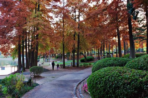 色づくメタセコイアの下の散策路 散策路,散歩道,林の写真素材