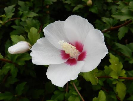 [Flower photo] White Rose of Sharon, JPG